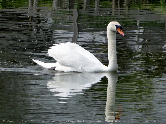 Photo de Cygne