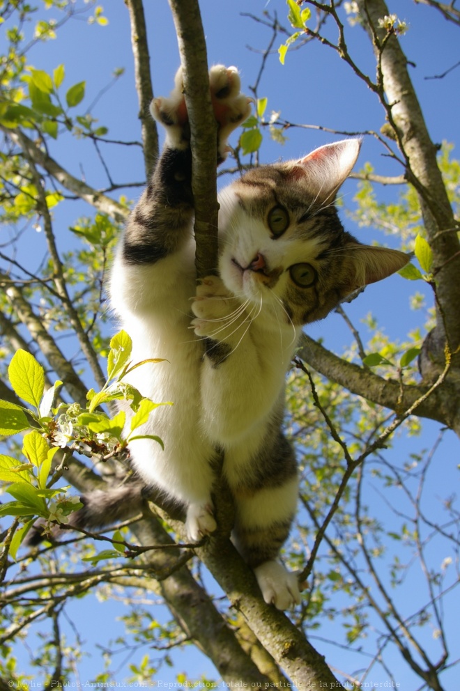 Photo de Chat domestique