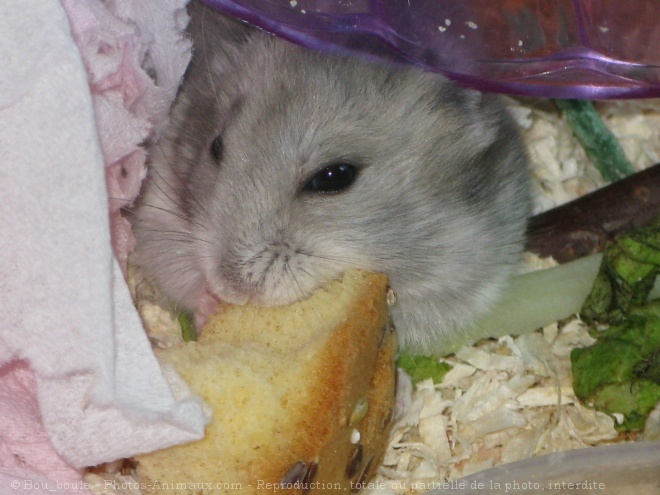 Photo de Hamster