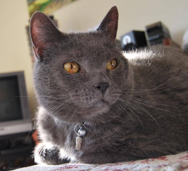 Photo de Chartreux