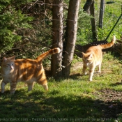 Photo de Chat domestique