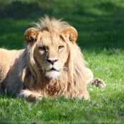 Photo de Lion