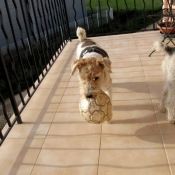 Photo de Fox terrier  poil dur