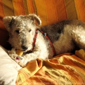 Photo de Fox terrier  poil dur