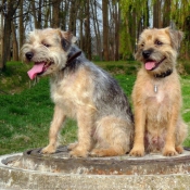 Photo de Border terrier