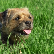 Photo de Border terrier