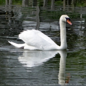 Photo de Cygne