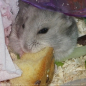 Photo de Hamster