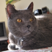 Photo de Chartreux