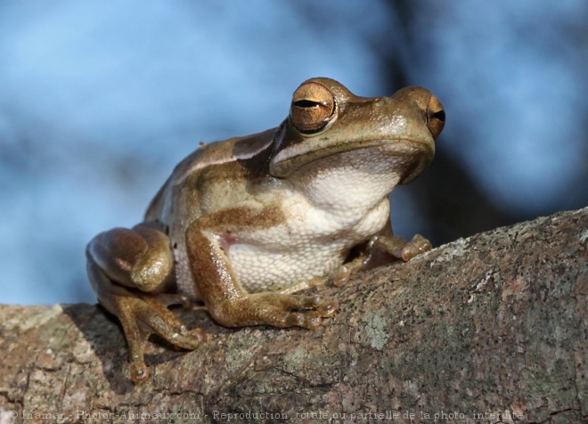 Photo de Grenouille