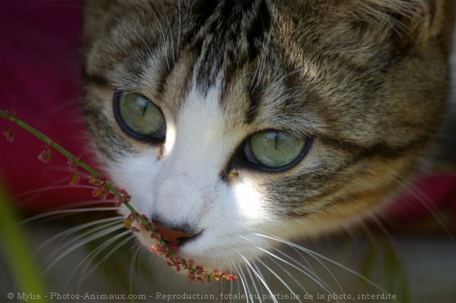 Photo de Chat domestique