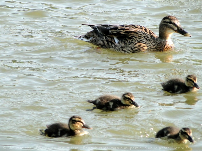 Photo de Canard colvert