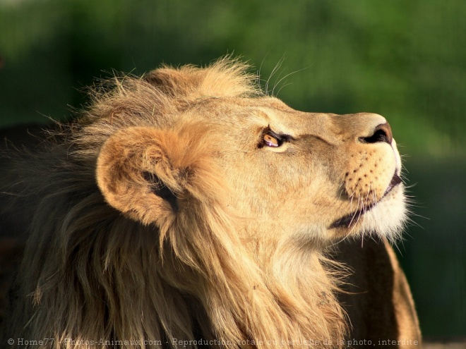 Photo de Lion