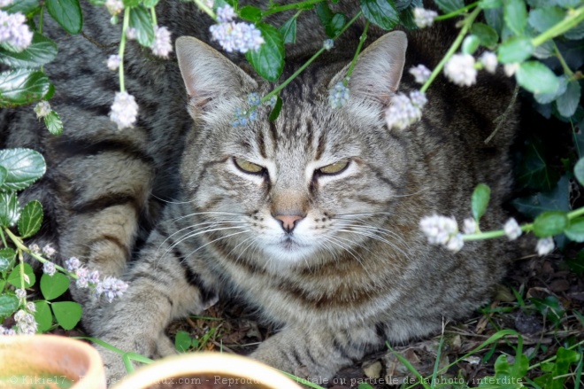 Photo de Chat domestique