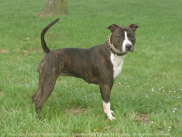 Photo d'American staffordshire terrier