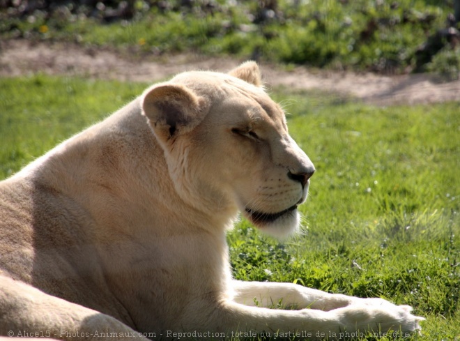 Photo de Lion