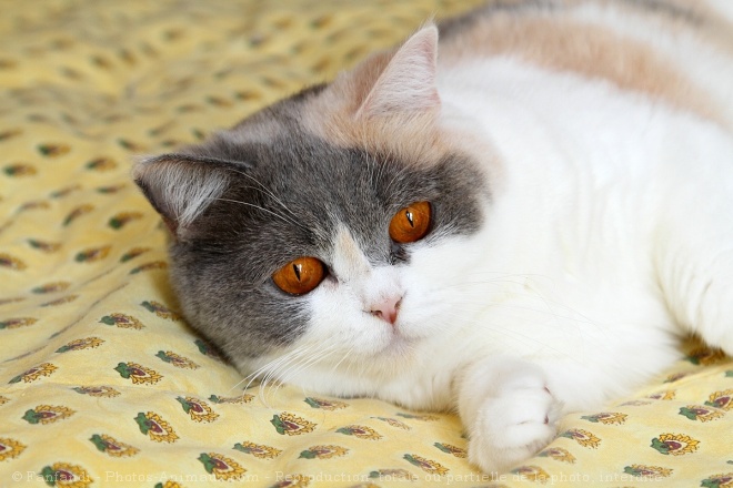 Photo de British shorthair