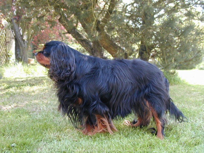 Photo de Cavalier king charles spaniel