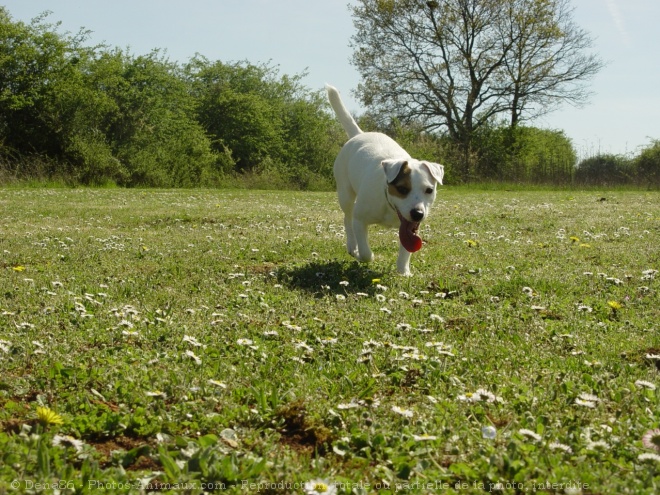 Photo de Jack russell terrier