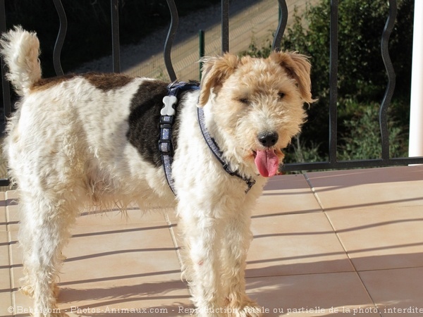 Photo de Fox terrier  poil dur