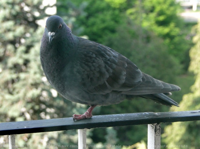 Photo de Pigeon