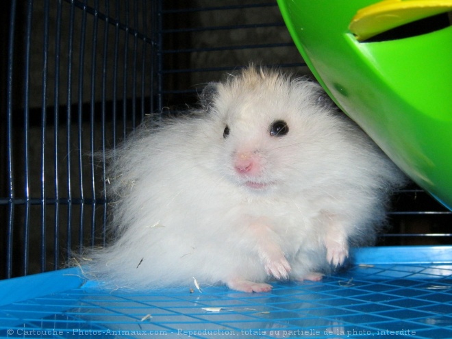 Photo de Hamster