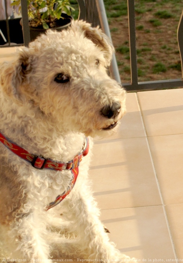 Photo de Fox terrier  poil dur