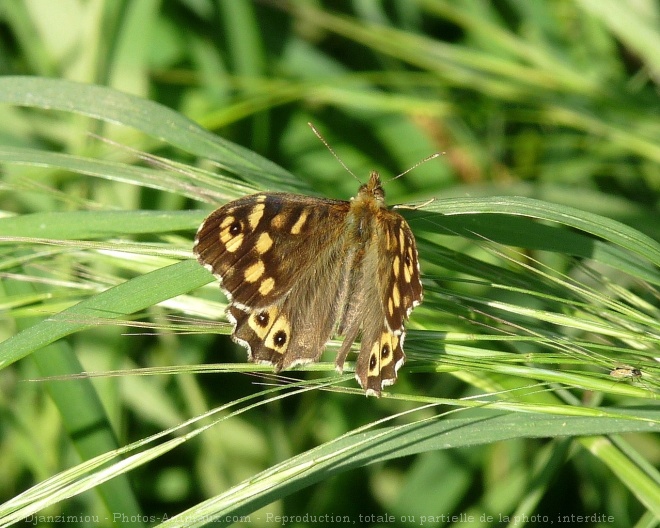 Photo de Papillon