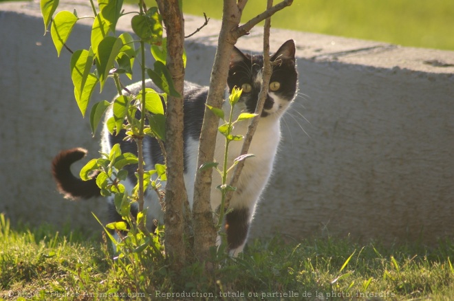 Photo de Chat domestique