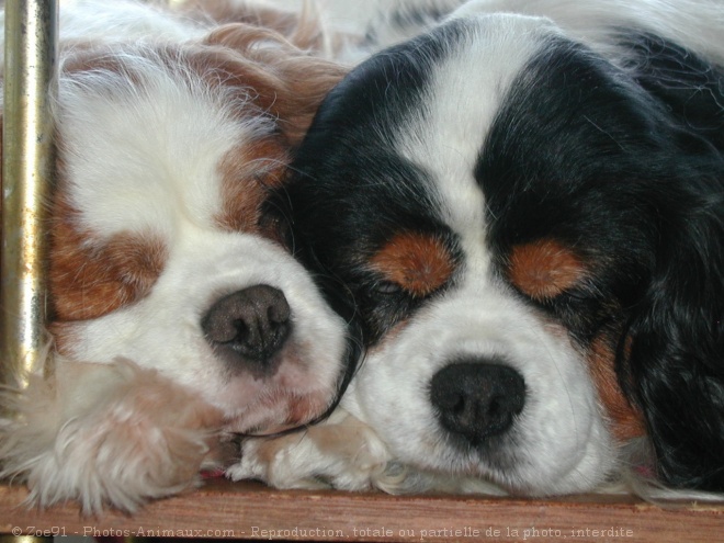 Photo de Cavalier king charles spaniel