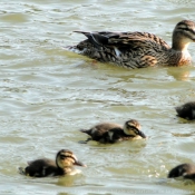 Photo de Canard colvert