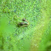 Photo de Grenouille