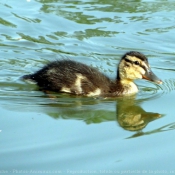 Photo de Canard colvert