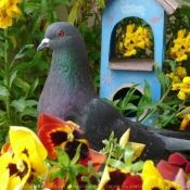 Photo de Pigeon