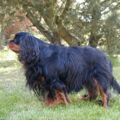 Photo de Cavalier king charles spaniel