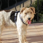 Photo de Fox terrier  poil dur