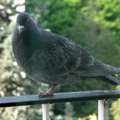 Photo de Pigeon