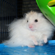 Photo de Hamster