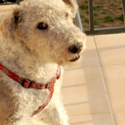 Photo de Fox terrier  poil dur