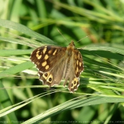 Photo de Papillon