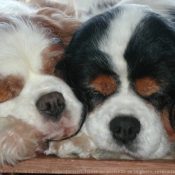 Photo de Cavalier king charles spaniel