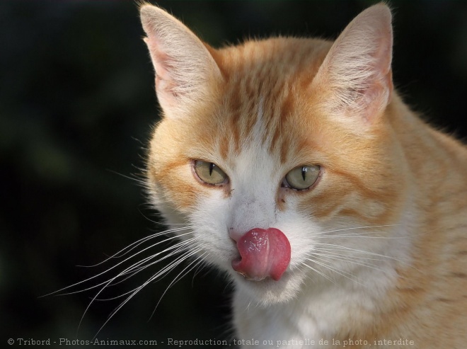 Photo de Chat domestique