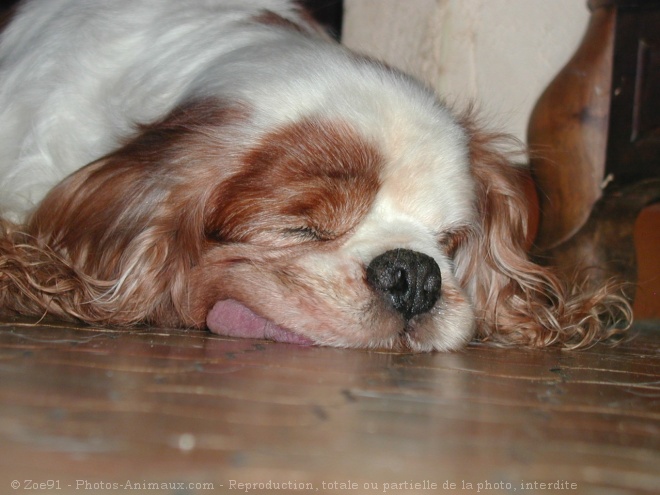 Photo de Cavalier king charles spaniel