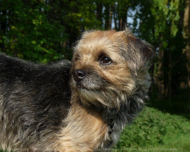 Photo de Border terrier