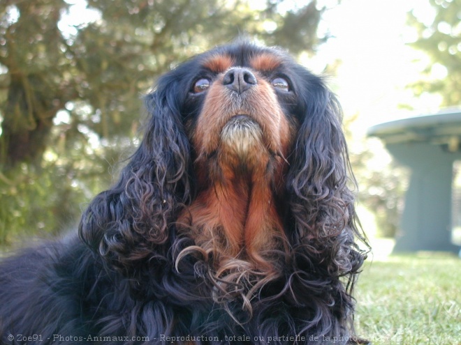 Photo de Cavalier king charles spaniel