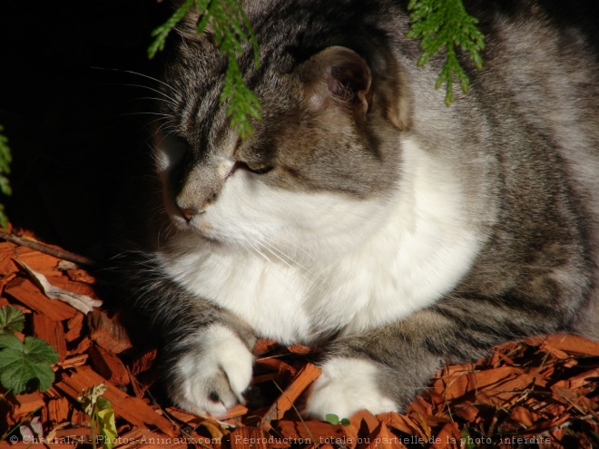 Photo de Chat domestique