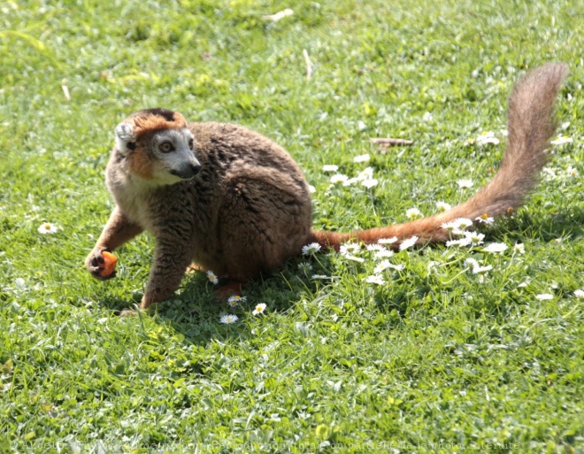 Photo de Lmurien - lmur couronn