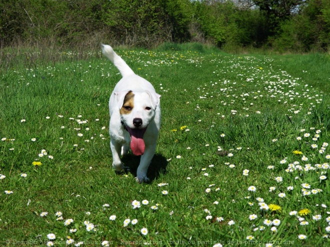 Photo de Jack russell terrier