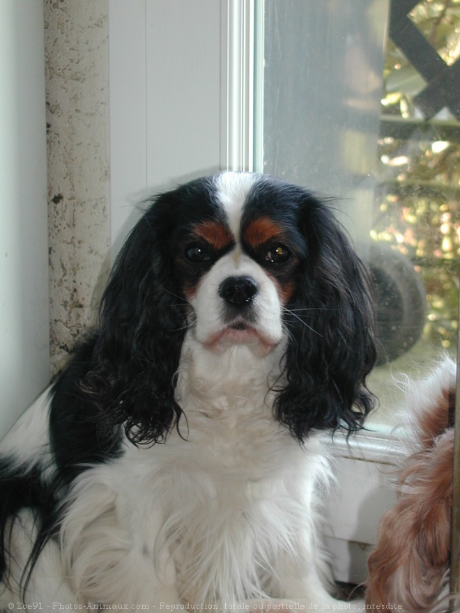 Photo de Cavalier king charles spaniel