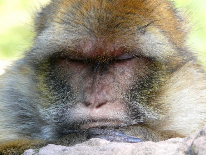 Photo de Singe - magot